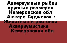 Аквариумные рыбки крупных размеров - Кемеровская обл., Анжеро-Судженск г. Животные и растения » Аквариумистика   . Кемеровская обл.